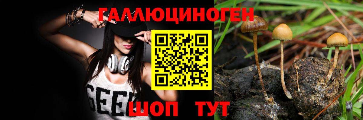 Псилоцибиновые грибы Psilocybe Каменск-Шахтинский